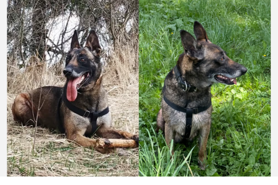 DINGO ŠUO