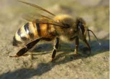 Parduoda bites