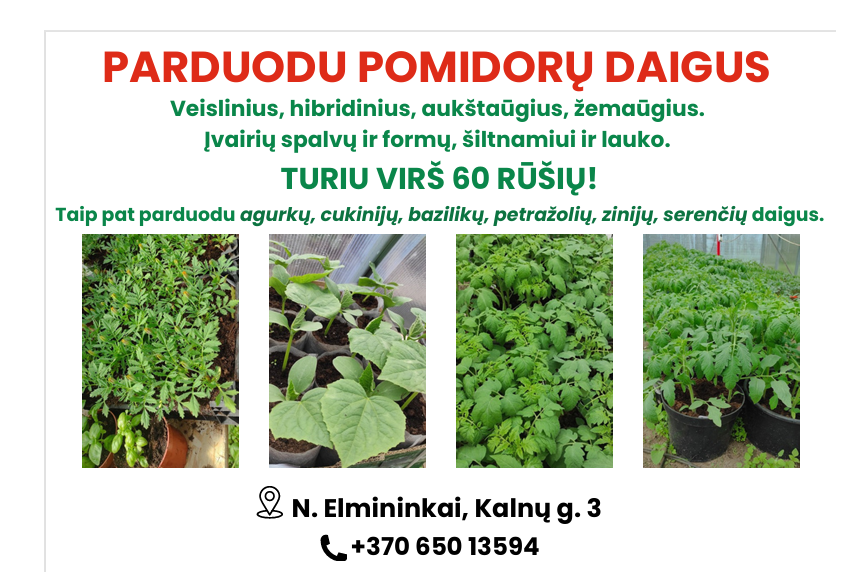 Parduodu pomidorų daigus